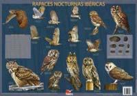 POSTER RAPACES NOCTURNAS IBÉRICAS | 9788493989088 | HERNÁNDEZ, VÍCTOR J. - RODRÍGUEZ MARÍN, EDUARDO | Llibreria La Puça | Llibreria online d'Arsèguel - Comprar llibres en català online - Llibres Andorra i Pirineu