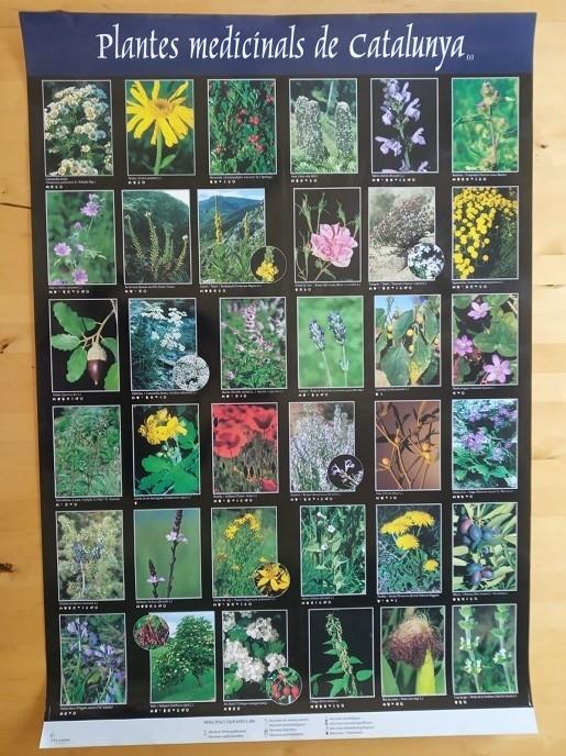 PLANTES MEDICINALS DE CATALUNYA (1). PÓSTER | 5672001 | AGELET, ANTONI | Llibreria La Puça | Llibreria online d'Arsèguel - Comprar llibres en català online - Llibres Andorra i Pirineu