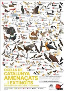 POSTER OCELLS DE CATALUNYA AMENAÇATS ...I EXTINGITS | poster19348 | MASCATERLL, ALEX - HERNÁNDEZ, VÍCTOR J. | Llibreria La Puça | Llibreria online d'Arsèguel - Comprar llibres en català online - Llibres Andorra i Pirineu
