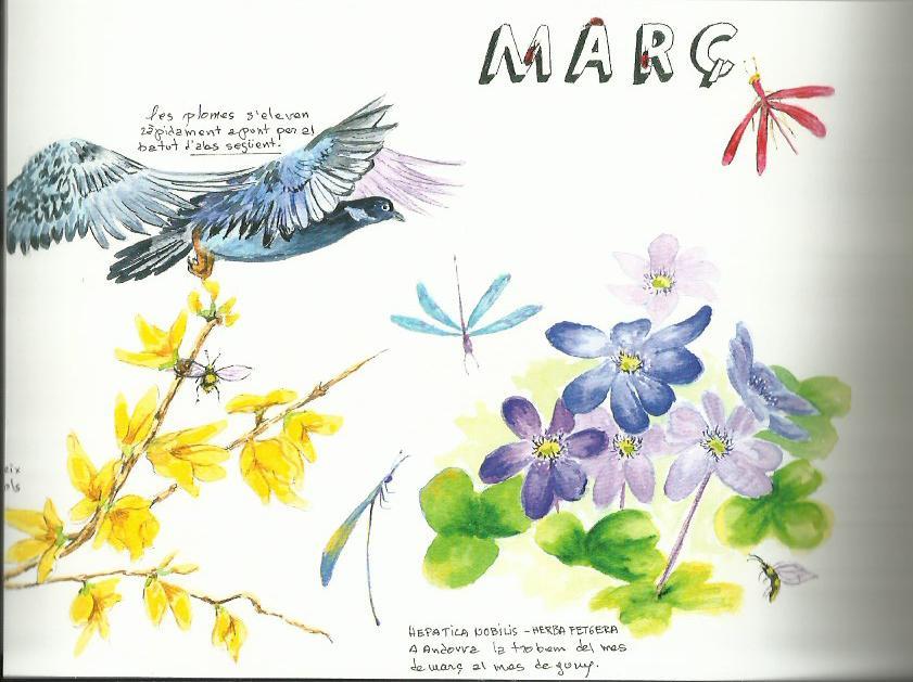 DIARI DE LA NATURA. MARÇ. TRÍPTIC AQUAREL·LA | AQUAMARÇ | ORTEGA, ELISENDA | Llibreria La Puça | Llibreria online d'Arsèguel - Comprar llibres en català online - Llibres Andorra i Pirineu