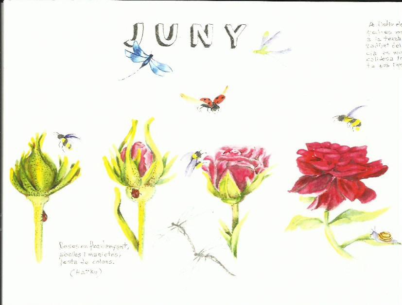 DIARI DE LA NATURA. JUNY. TRÍPTIC AQUAREL·LA | aquajuny | ORTEGA, ELISENDA | Llibreria La Puça | Llibreria online d'Arsèguel - Comprar llibres en català online - Llibres Andorra i Pirineu