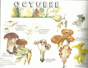 DIARI DE LA NATURA. OCTUBRE. TRÍPTIC AQUAREL·LA | aquaoctubre | ORTEGA, ELISENDA | Llibreria La Puça | Llibreria online d'Arsèguel - Comprar llibres en català online - Llibres Andorra i Pirineu