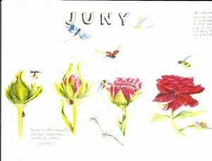 DIARI DE LA NATURA. JUNY. TRÍPTIC AQUAREL·LA | aquajuny | ORTEGA, ELISENDA | Llibreria La Puça | Llibreria online d'Arsèguel - Comprar llibres en català online - Llibres Andorra i Pirineu