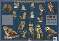 POSTER RAPACES NOCTURNAS IBÉRICAS | 9788493989088 | HERNÁNDEZ, VÍCTOR J. - RODRÍGUEZ MARÍN, EDUARDO | Llibreria La Puça | Llibreria online d'Arsèguel - Comprar llibres en català online - Llibres Andorra i Pirineu